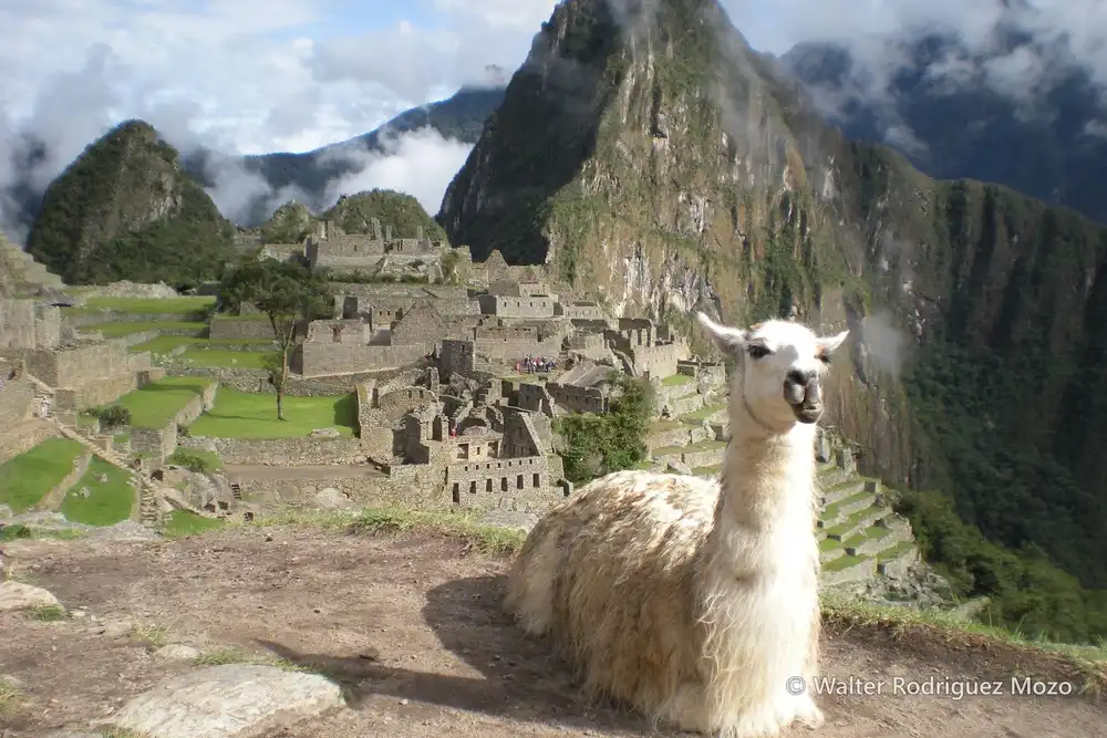 A llama resting on the main plaza, with Huayna Picchu behind.