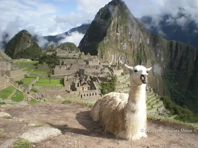 A llama on the main plaza